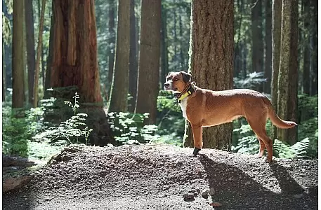 Ferntrainer: Moderne Unterstützung für ein harmonisches Leben mi Ferntrainer: Moderne Unterstützung für ein harmonisches Leben mi