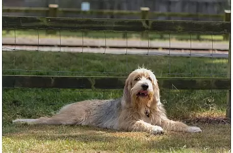 Unsichtbare Hundezäune: Wie sie funktionieren – und warum sie ei Unsichtbare Hundezäune: Wie sie funktionieren – und warum sie ei
